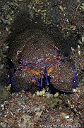 Scyllarides latus Grande cigale de mer-Acores St Maria Blue cave-15m-20170821-Denis-ADER-DSC_9719_tn_tn